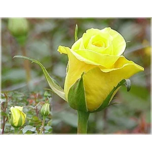 Роза "Золотой удар"(Gold strike)